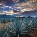 5 empresas productoras de mezcal