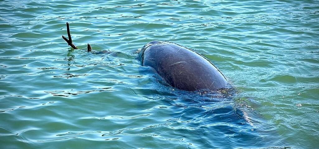 productos turísticos de Topolobampo