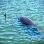 productos turísticos de Topolobampo