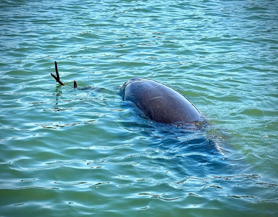 productos turísticos de Topolobampo