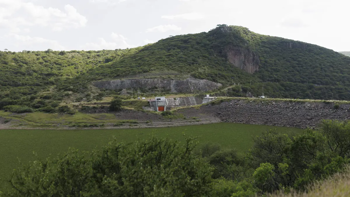 Conagua destina 25 mdp para controlar el lirio acuático en presas de Querétaro